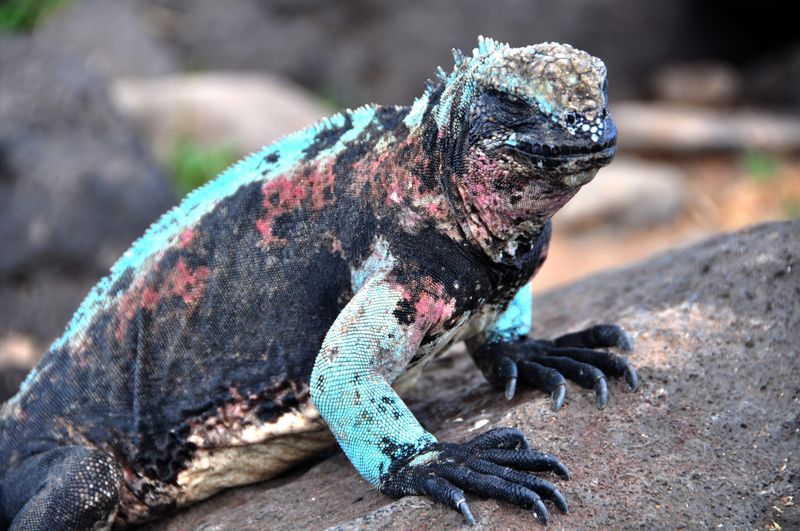 Galápagos Marine Iguana