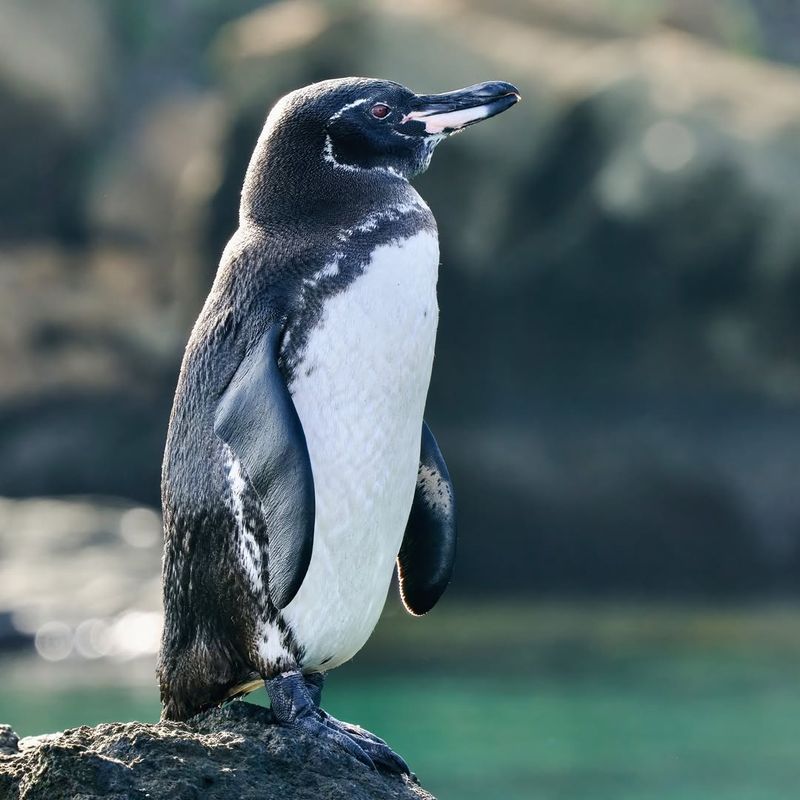 Galápagos Penguin