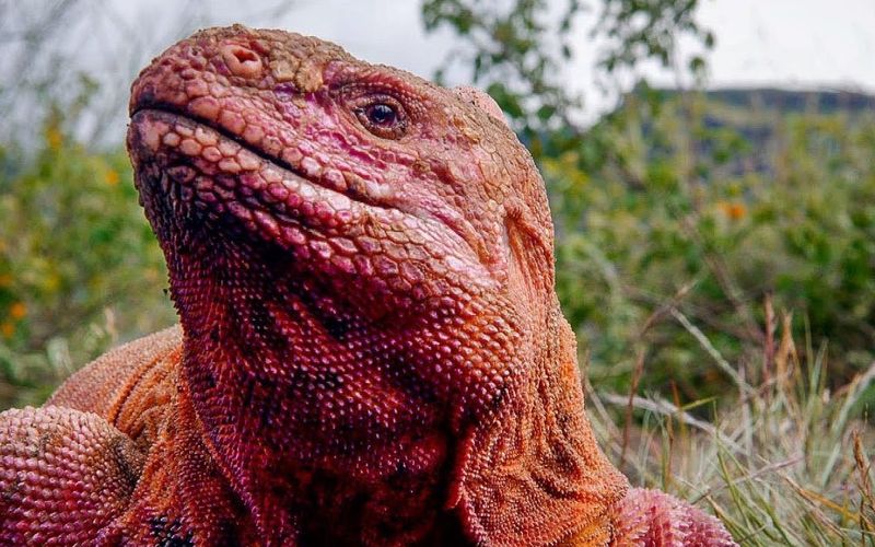 Galápagos Pink Iguana