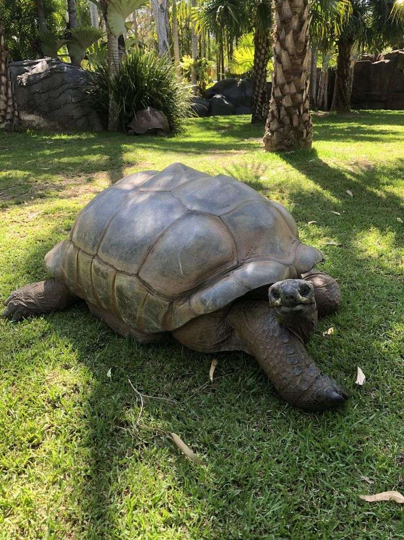 Galápagos Tortoise