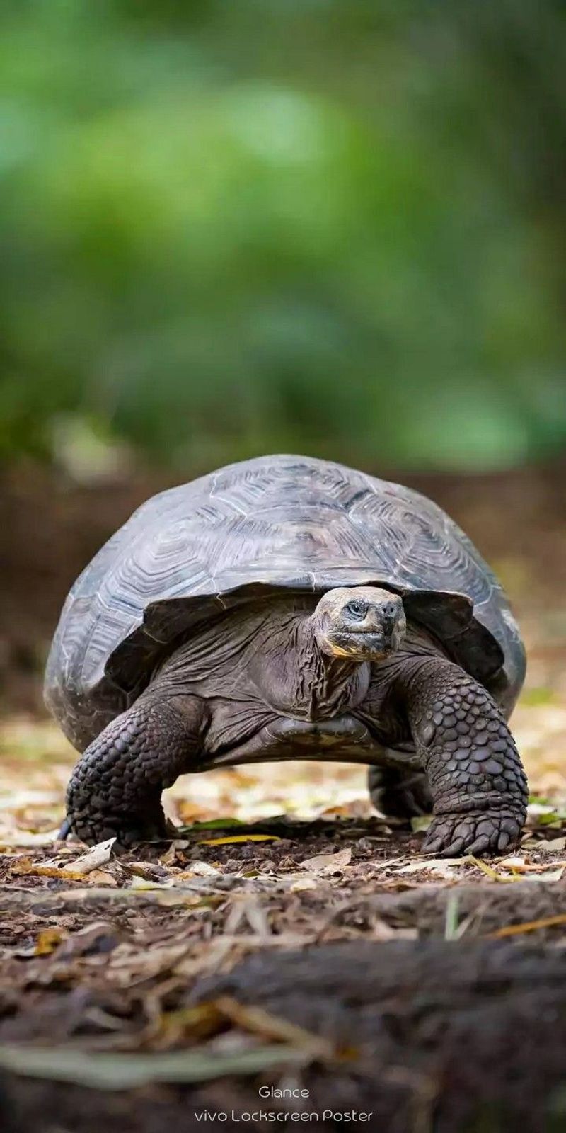 Galápagos Tortoise