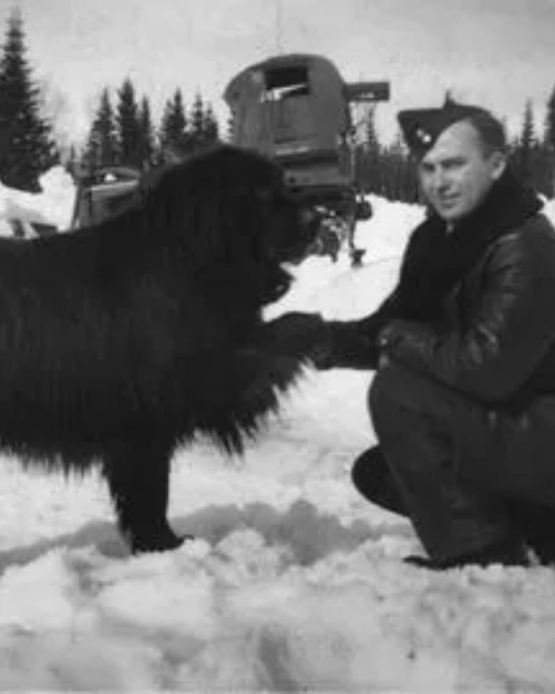 Gander the War Dog