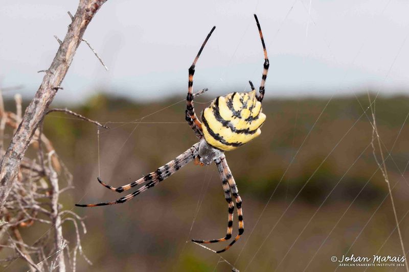 Garden Orb-Weaver
