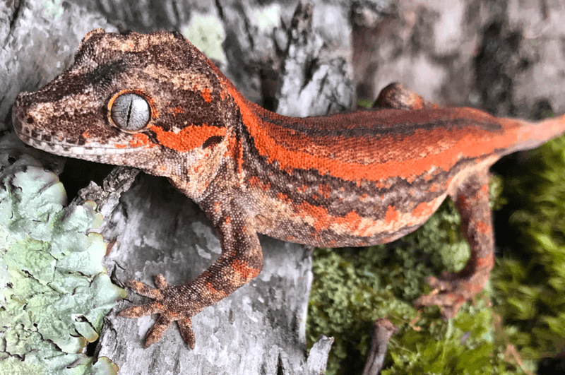 Gargoyle Gecko