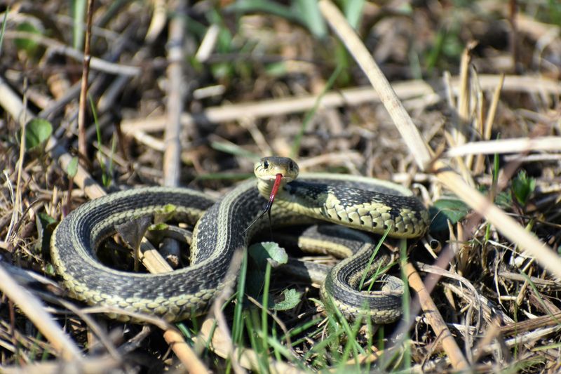 Garter Snake