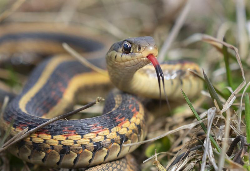 Garter Snake