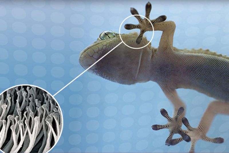 Gecko-Inspired Adhesives