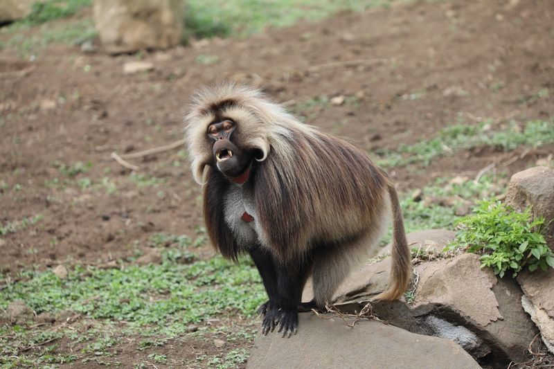 Gelada Baboon