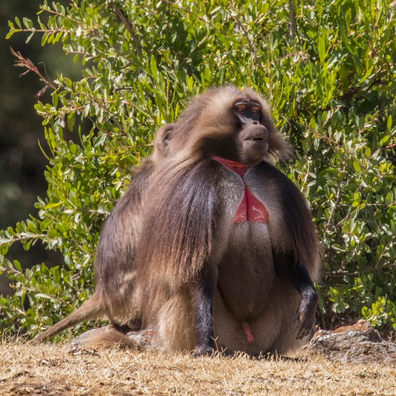 Gelada