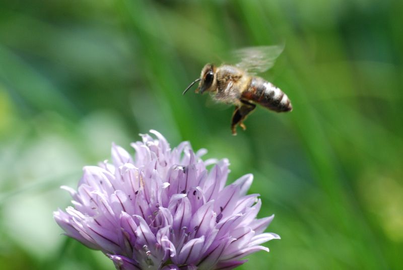 Gene-Edited Bees