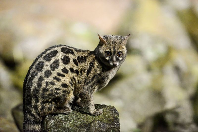 Genet