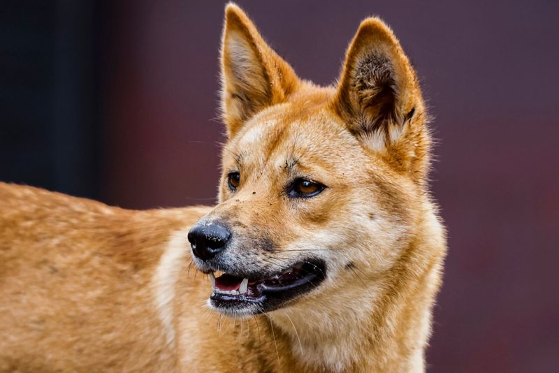 Genetic Studies on Dingo DNA