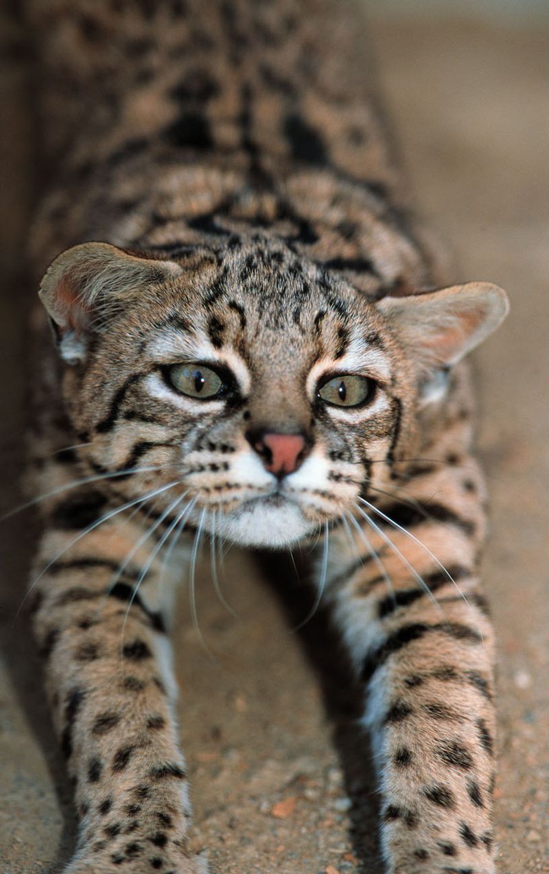 Geoffroy's Cat