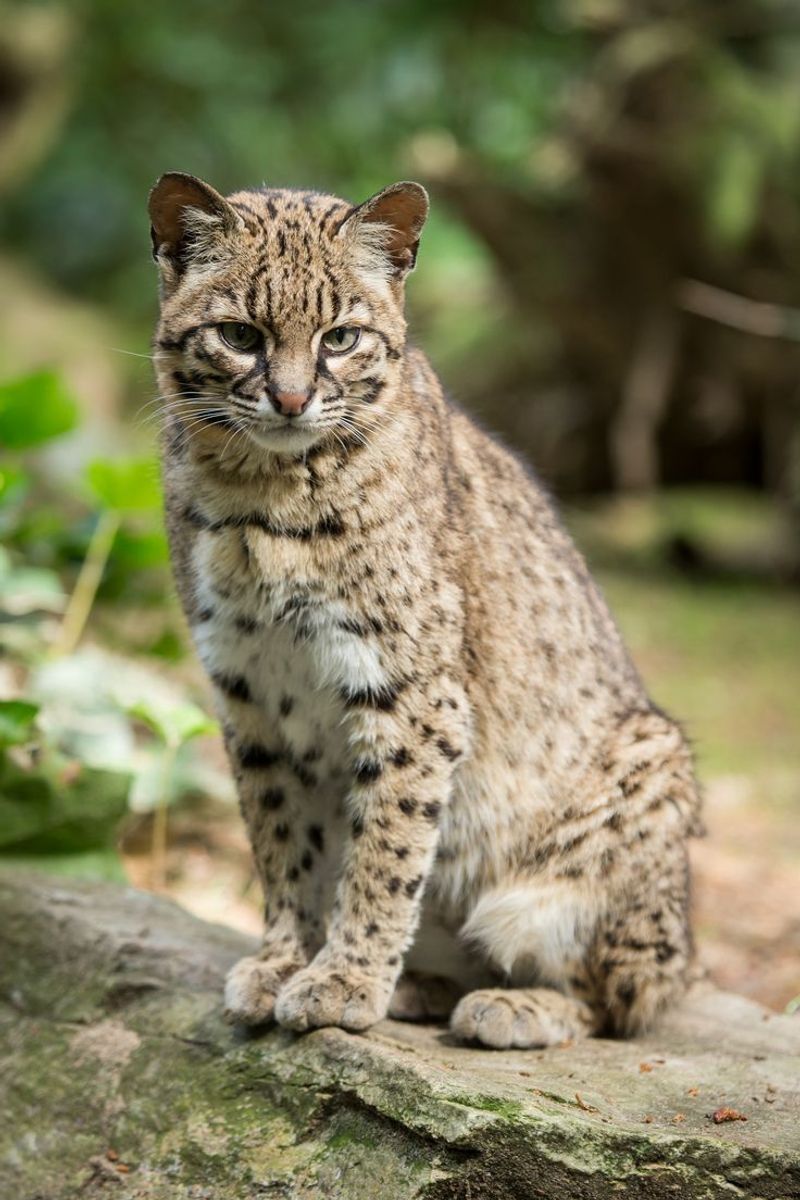 Geoffroy's Cat