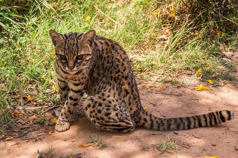 Geoffroy's Cat