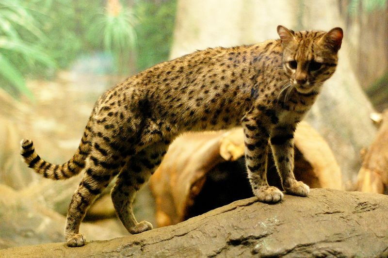 Geoffroy's Cat