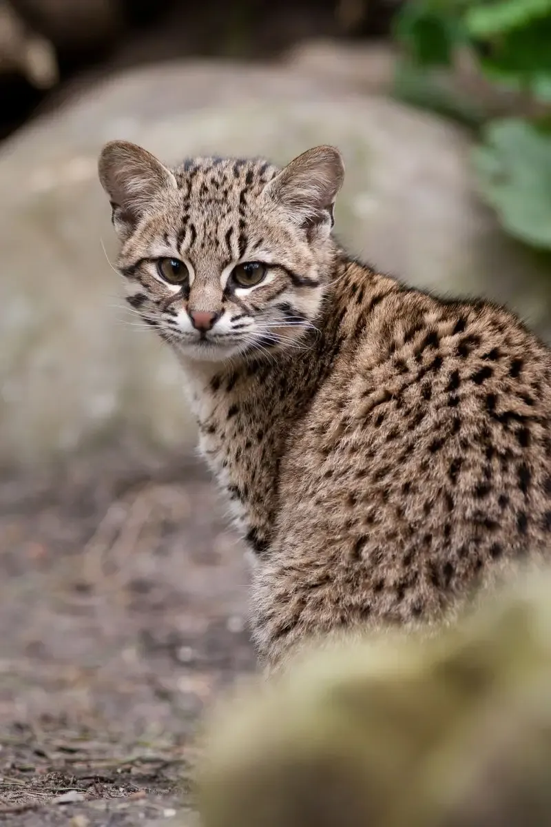 Geoffroy's Cat