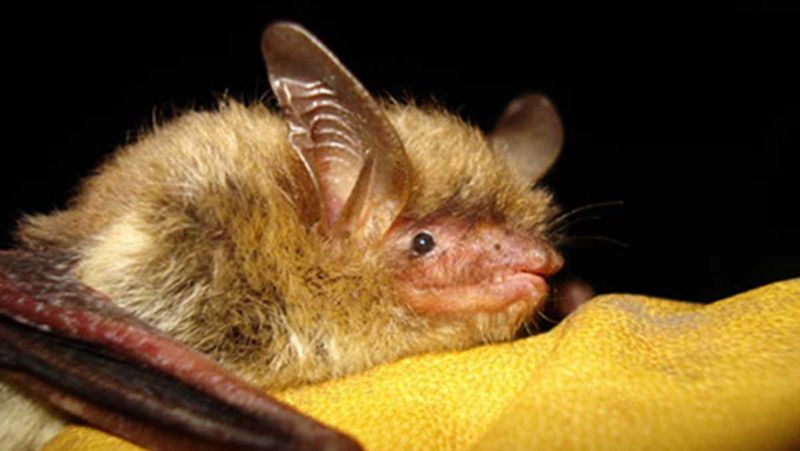 George Washington's Bat (Myotis auriculus)