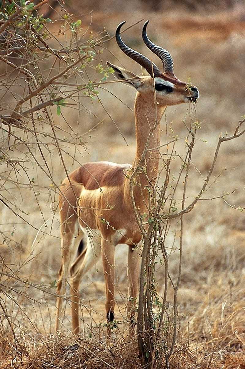 Gerenuk