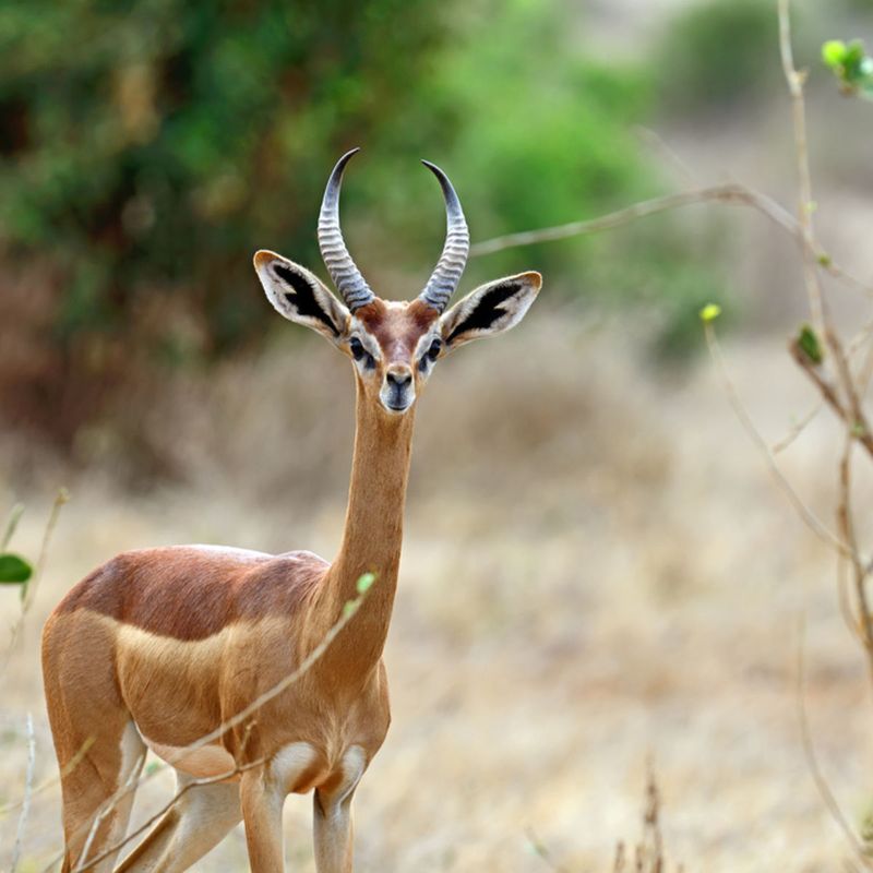 Gerenuk