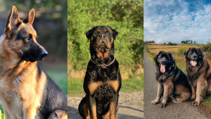 16 German Dog Breeds That Really Define Man’s Best Friend