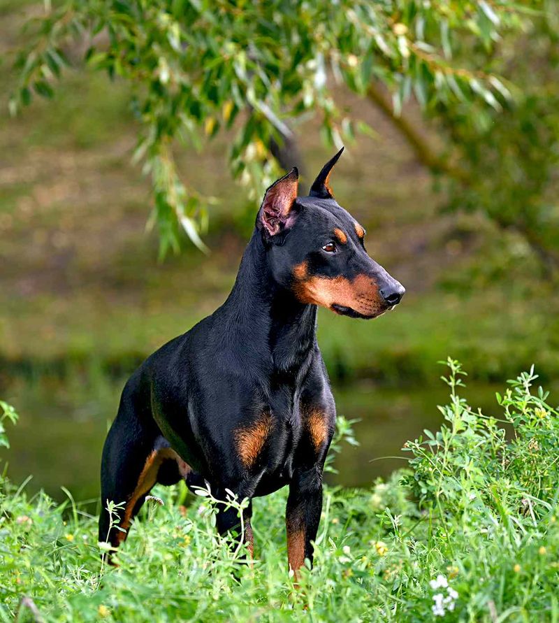 German Pinscher