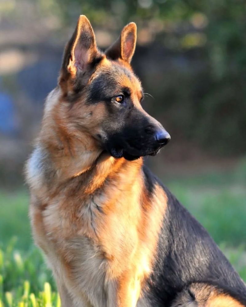 German Shepherd