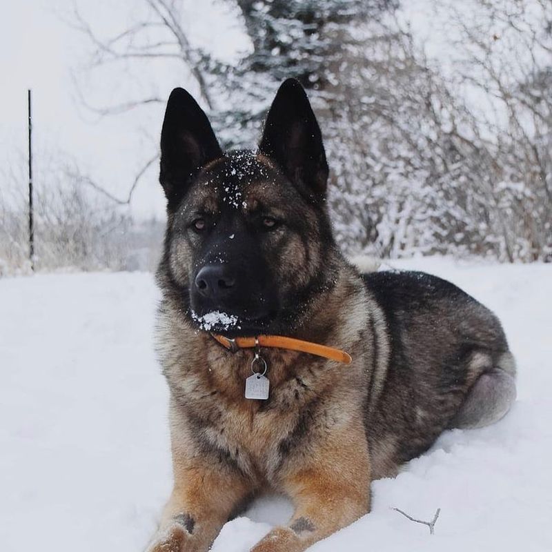 German Shepherd and Akita Mix (Shepkita)