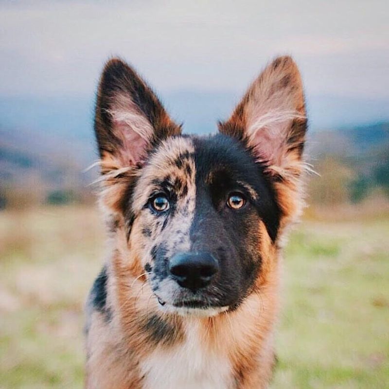 German Shepherd and Australian Shepherd Mix (German Australian Shepherd)