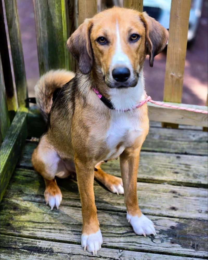 German Shepherd and Beagle Mix (Beagle Shepherd)