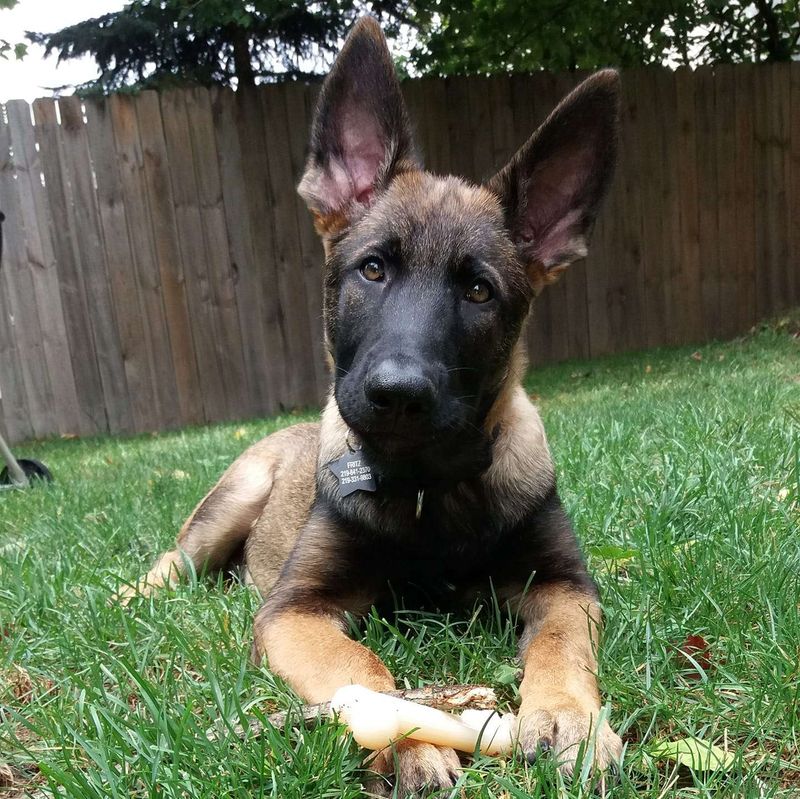 German Shepherd and Belgian Malinois Mix (Shepinois)