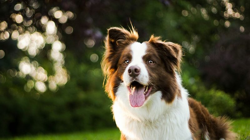 German Shepherd and Border Collie Mix (Shollie)