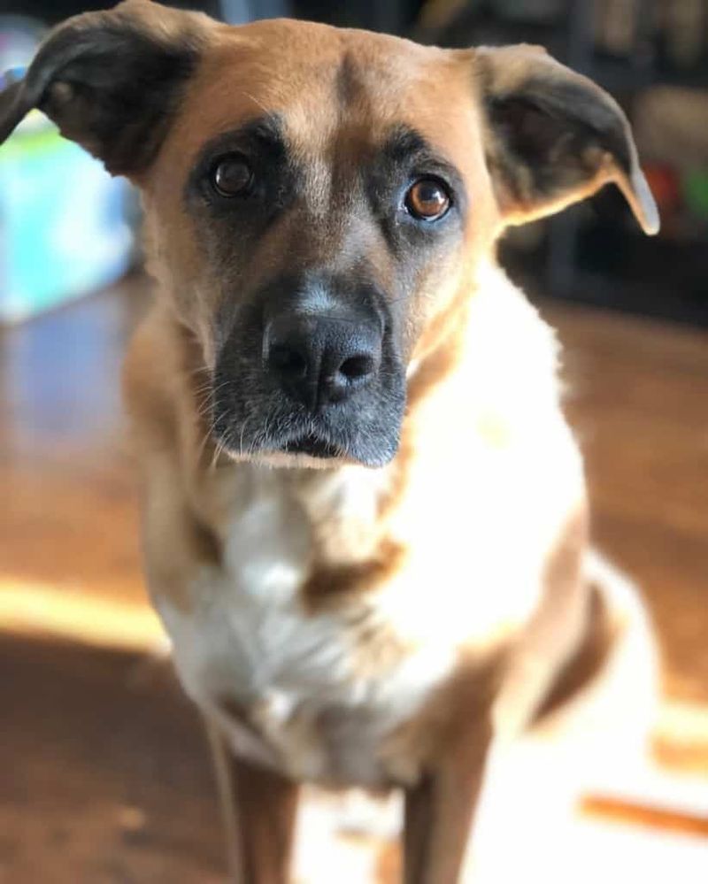 German Shepherd and Boxer Mix (Boxer Shepherd)