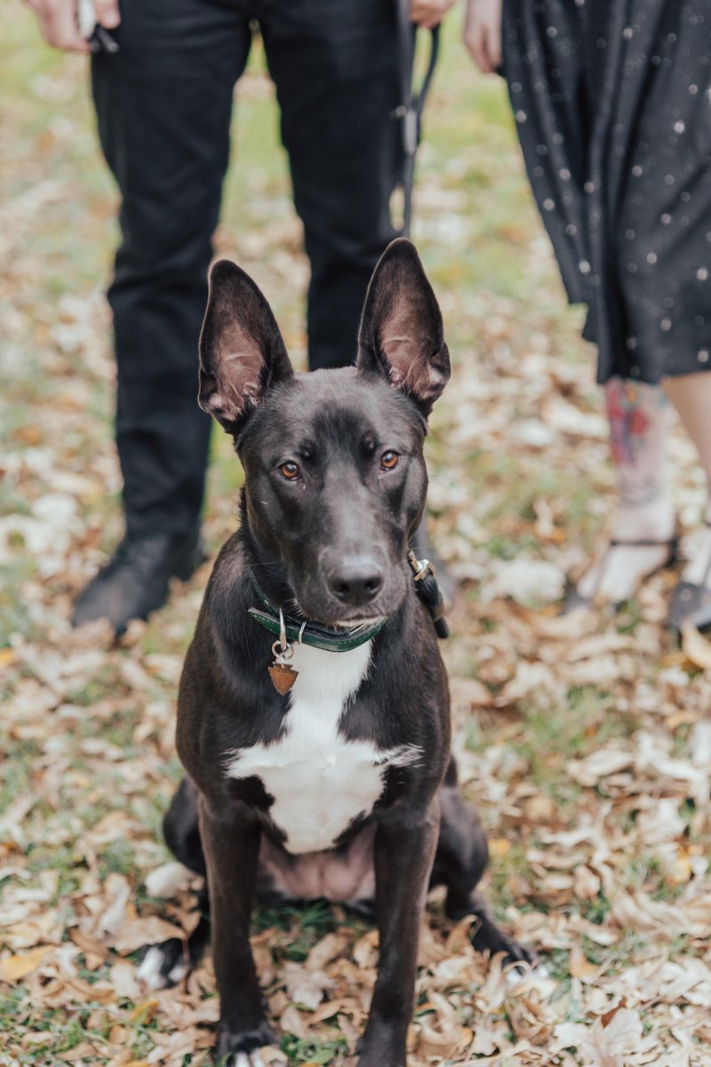 German Shepherd and Bulldog Mix (Bull Shepherd)