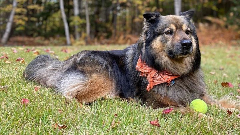 German Shepherd and Chow Chow Mix (Chow Shepherd)