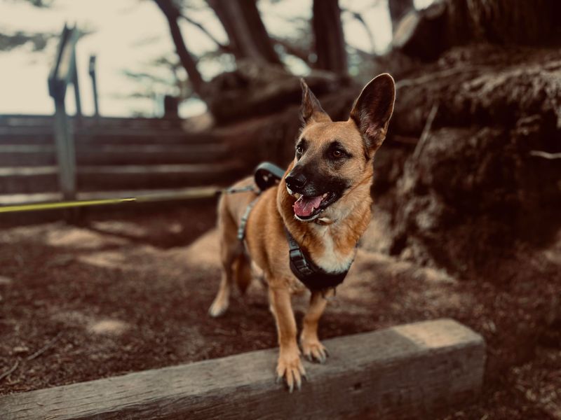 German Shepherd and Corgi Mix (Corman Shepherd)