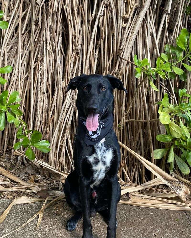 German Shepherd and Dalmatian Mix (Shepmatian)