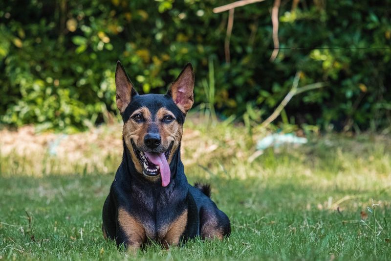 German Shepherd and Doberman Mix (Doberman Shepherd)