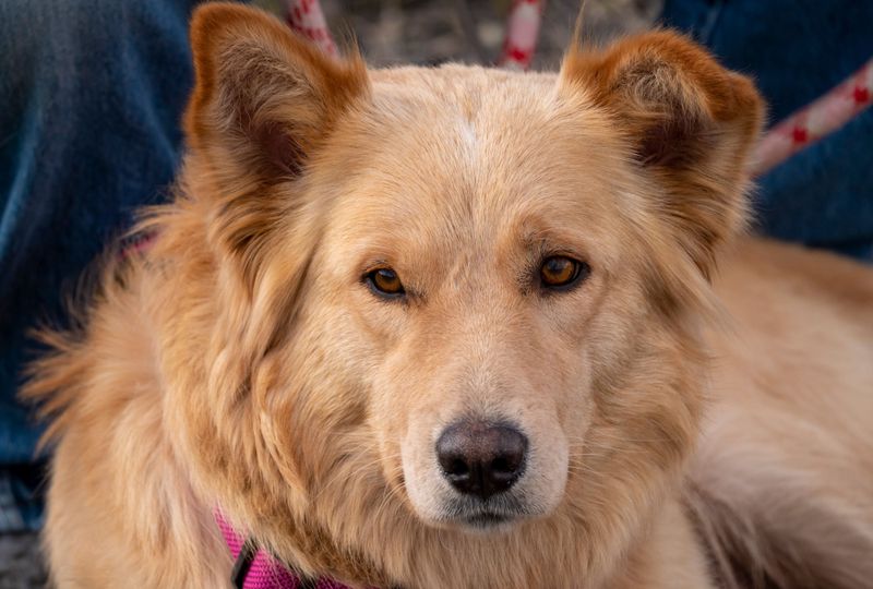 German Shepherd and Golden Retriever Mix (Golden Shepherd)