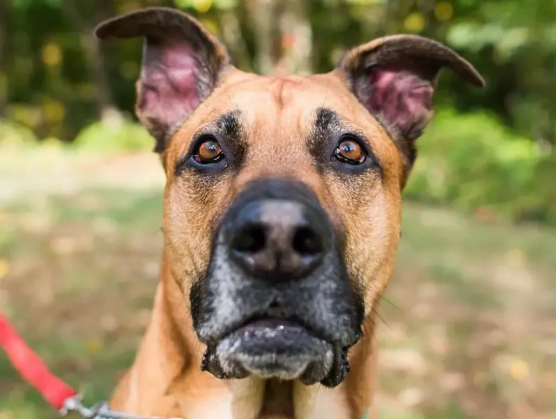 German Shepherd and Great Dane Mix (Great Shepherd)