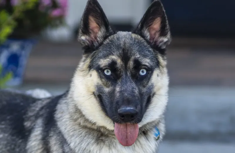 German Shepherd and Husky Mix (Gerberian Shepsky)