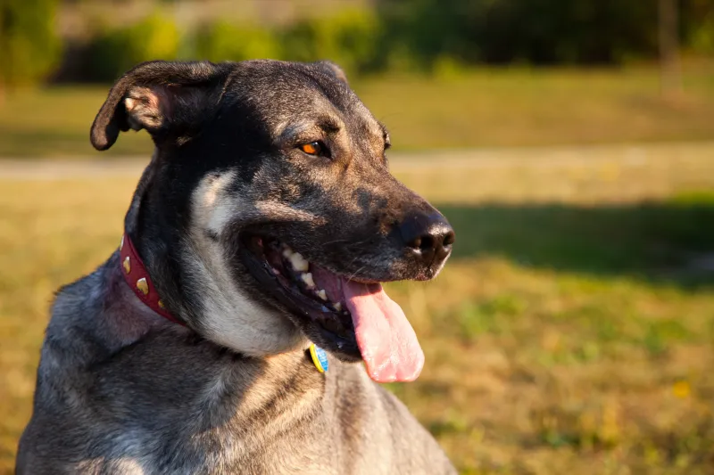 German Shepherd and Labrador Retriever Mix (Sheprador)