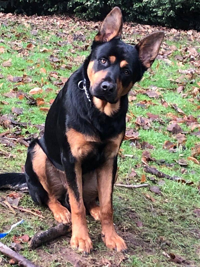 German Shepherd and Rottweiler Mix (Shepweiler)