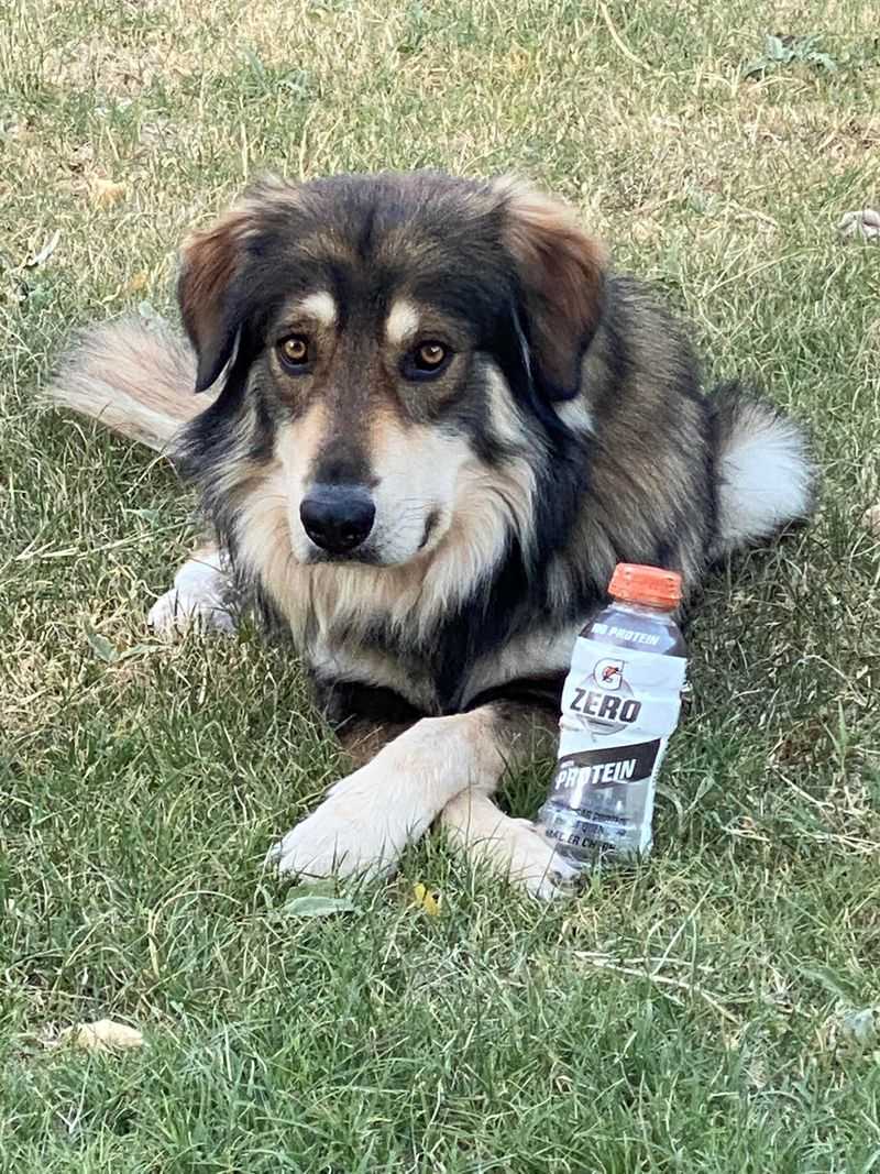 German Shepherd and Saint Bernard Mix