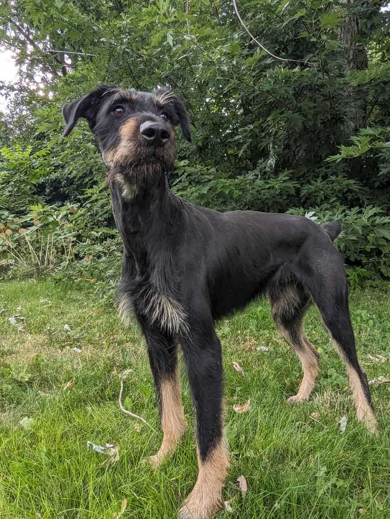 German Shepherd and Schnauzer Mix (Schnauzer Shepherd)