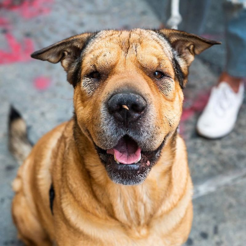 German Shepherd and Shar Pei Mix (Shepherd Pei)