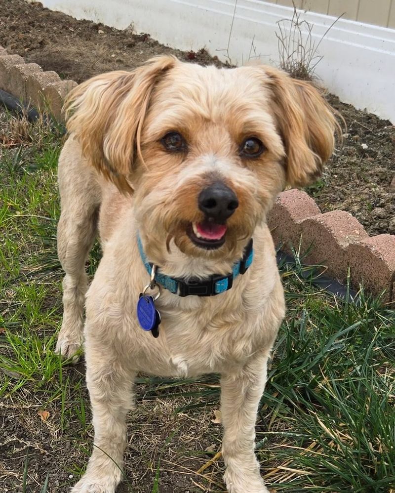 German Shepherd and Shih Tzu Mix (Shep-Tzu)