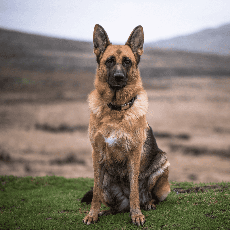 German Shepherd