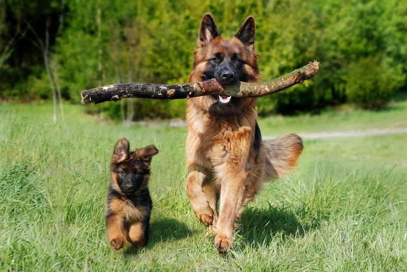 German Shepherds