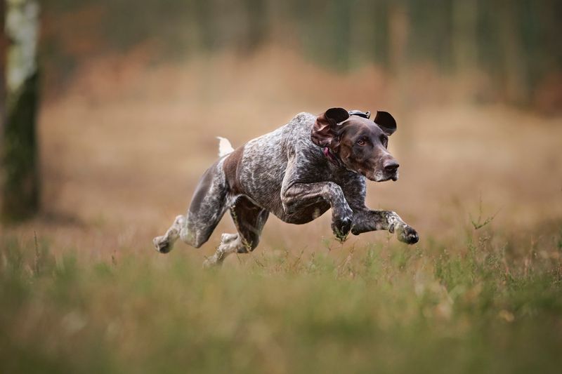 German Shorthaired Pointer